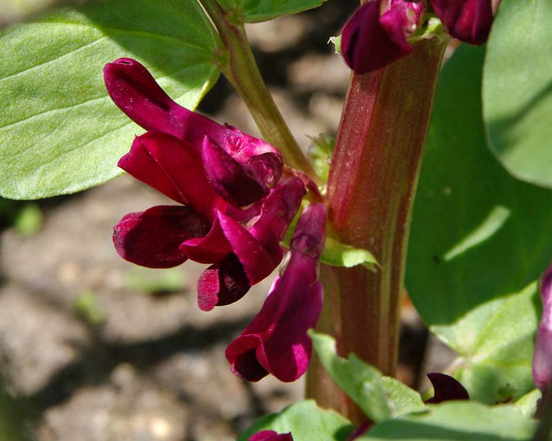 Crimson papillionate flowers of the Broad Bean - Vicia faba