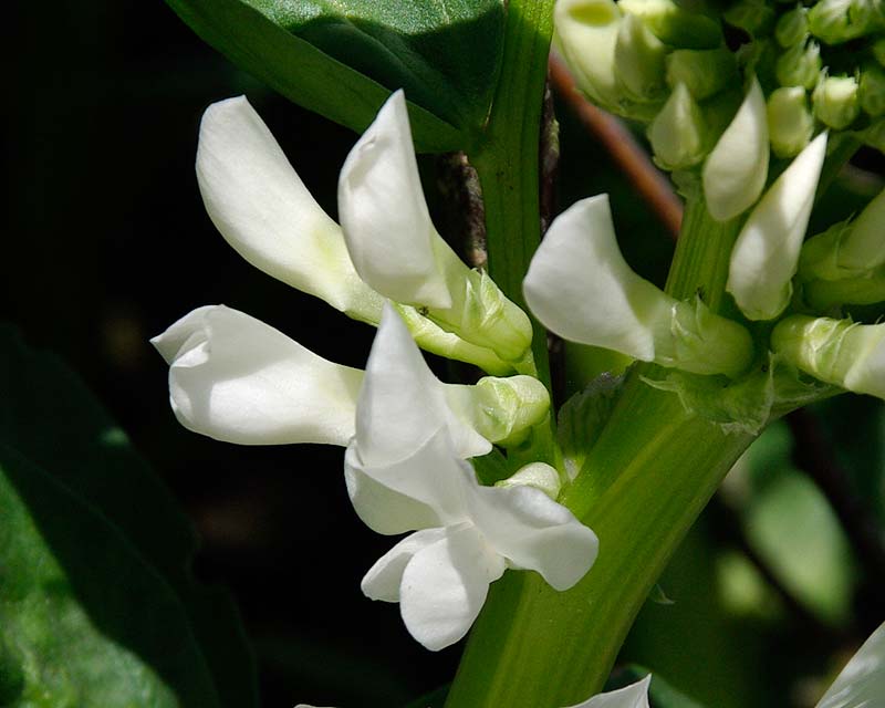 Vicia faba, Broad Bean flowers