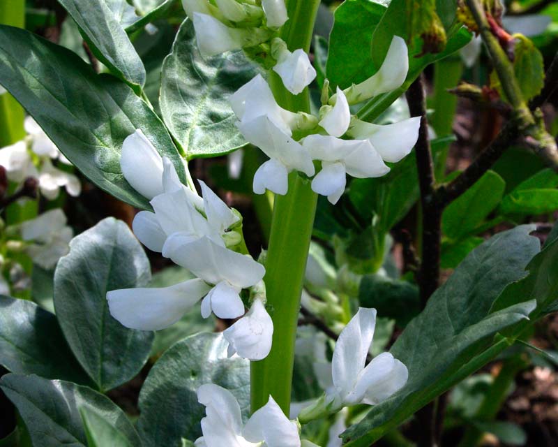 Vicia faba, Broad Beans in flower