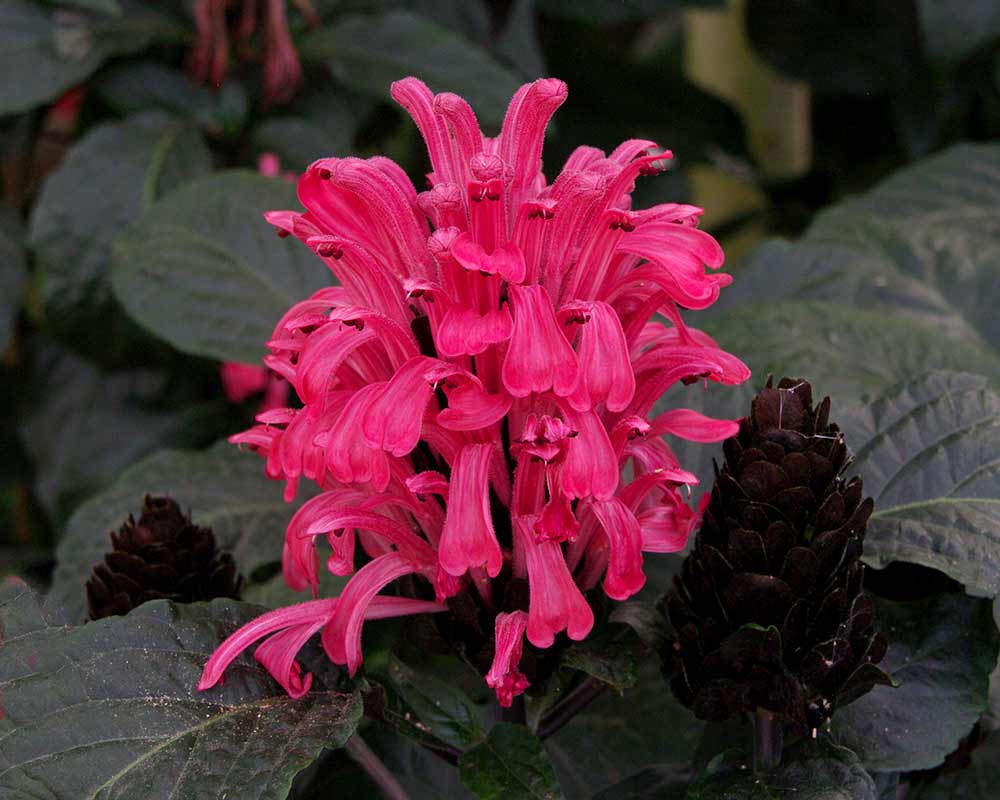 Justicia carnea Radiant - has much deeper pink tubular flowers and darker leaves and bracts
