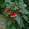 Kohleria eriantha - Red trumpet