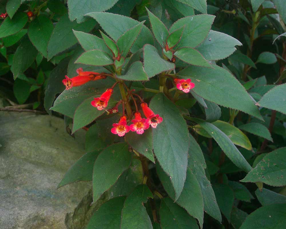 Kohleria eriantha - Red trumpet