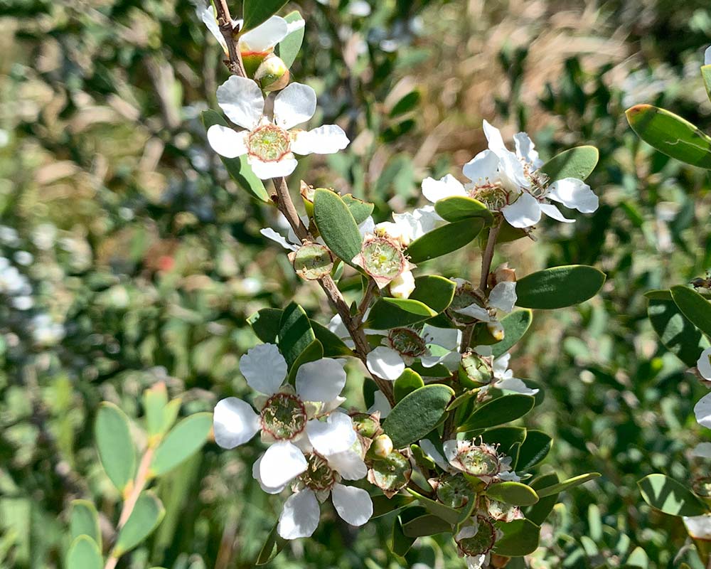 Leptospermum laevigatum - White flowers of Coastal Tea Tree