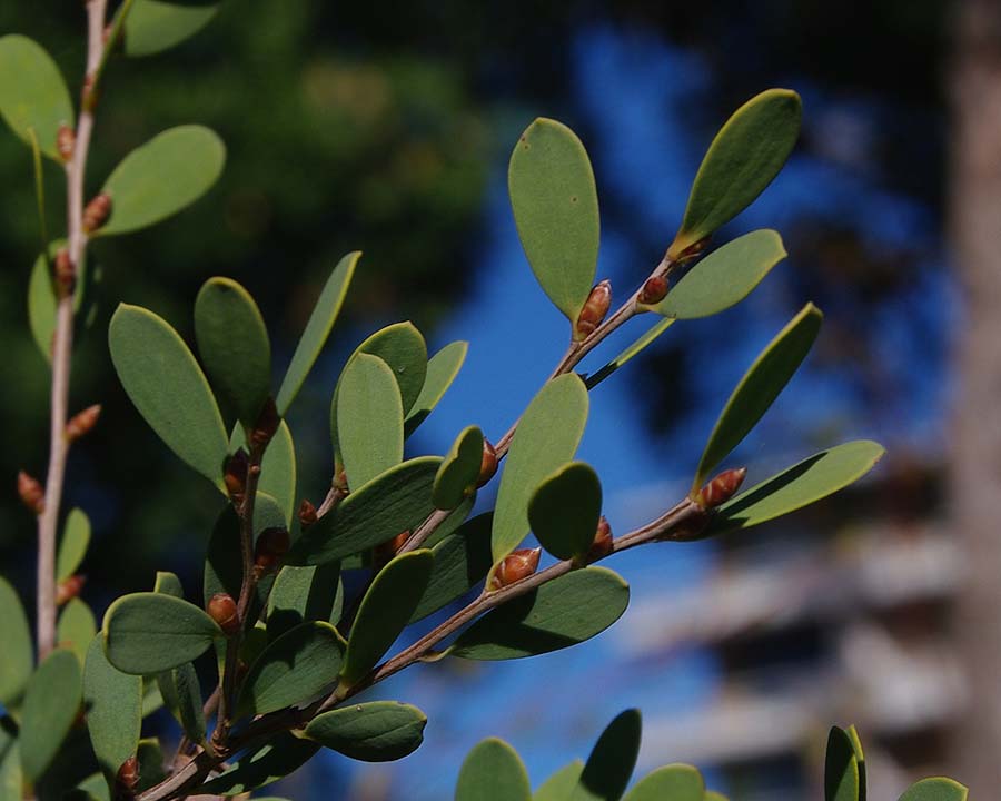 Leathery grey green leaves of Leptospermum laevigatum - Coastal Tea Tree