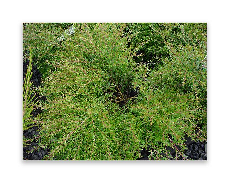 Leptospermum flavescens Little Bun