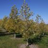 Liriodendron chinense - National Arboretum, Canberra
