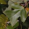 Liriodendron chinense leaf