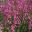 Lychnis viscaria syn Viscaria vulgaris - spectacular display when planted en-masse - photo Jerzy Opiola