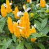 Pachystachys lutea - spikes of brilliant yellow with white funnel shaped flowers