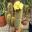 Parodia leninghausii or the Yellow Tower Cactus