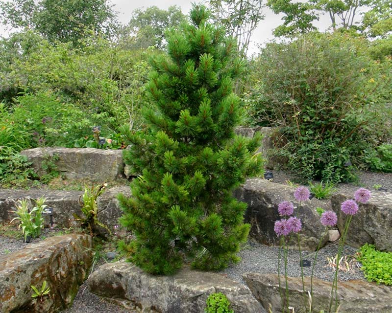 Pinus densiflora is a conical shaped tree