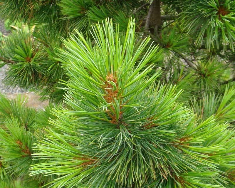 The soft needles of Pinus densiflora