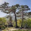 Pinus densiflora - Korean Red Pine