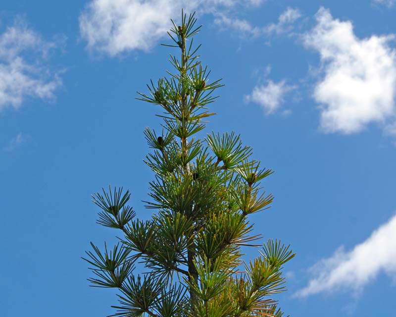 Pinus densiflora - this is Oculus Draconis