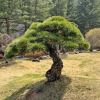 Pinus densiflora - Korean Red Pine or Japanese Red Pine