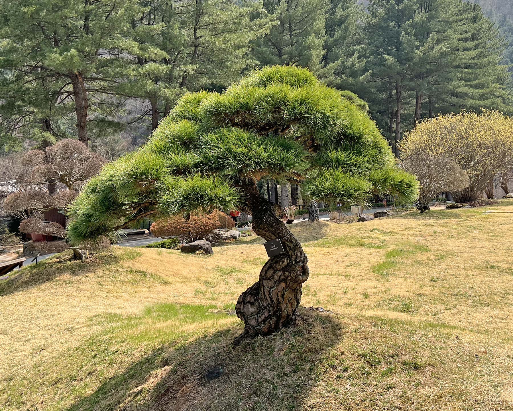 Pinus densiflora - Korean Red Pine or Japanese Red Pine
