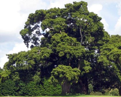 Podocarpus totara - photo Kahuroa
