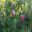 Protea neriifolia | GardensOnline