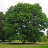 Quercus robur -English Oak grows into a massive tree