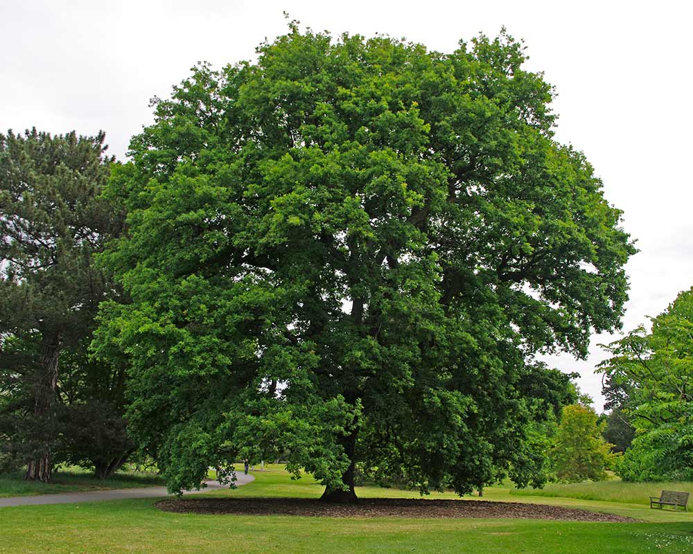 Quercus robur -English Oak grows into a massive tree