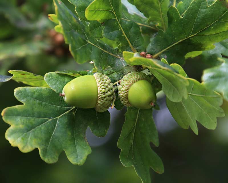 Quercus robur | GardensOnline