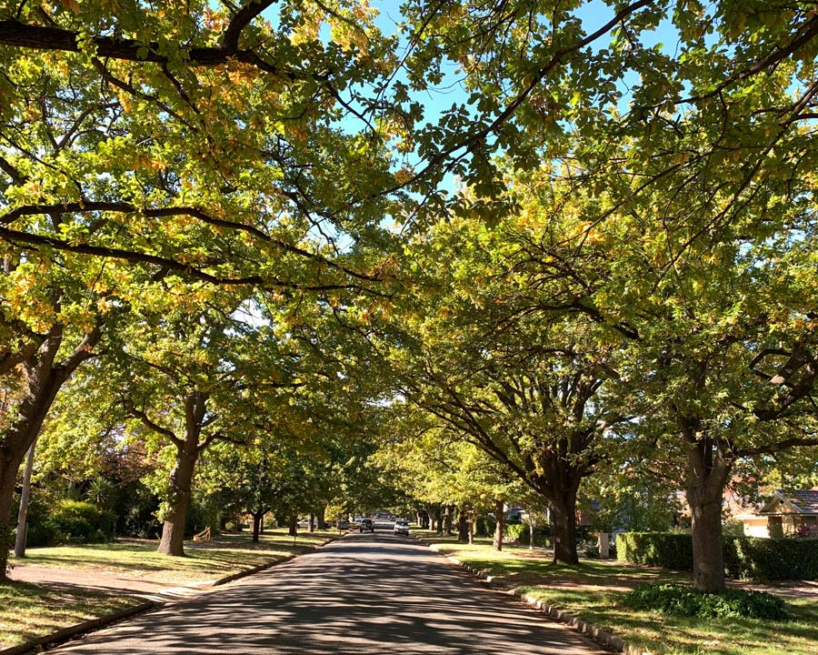 Quercus robur - oaks trees along Canberra street in autumn