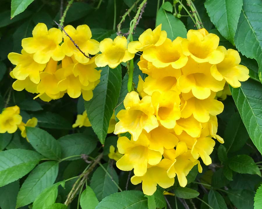 tecoma stans yellow flowers plant trumpet clusters shaped gardensonline