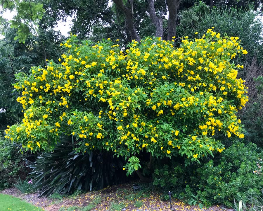 tecoma stans plant gardensonline bush