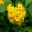Tecoma stans - large yellow trumpet shaped flowers