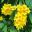 Tecoma stans - clusters of yellow trumpet shaped flowers