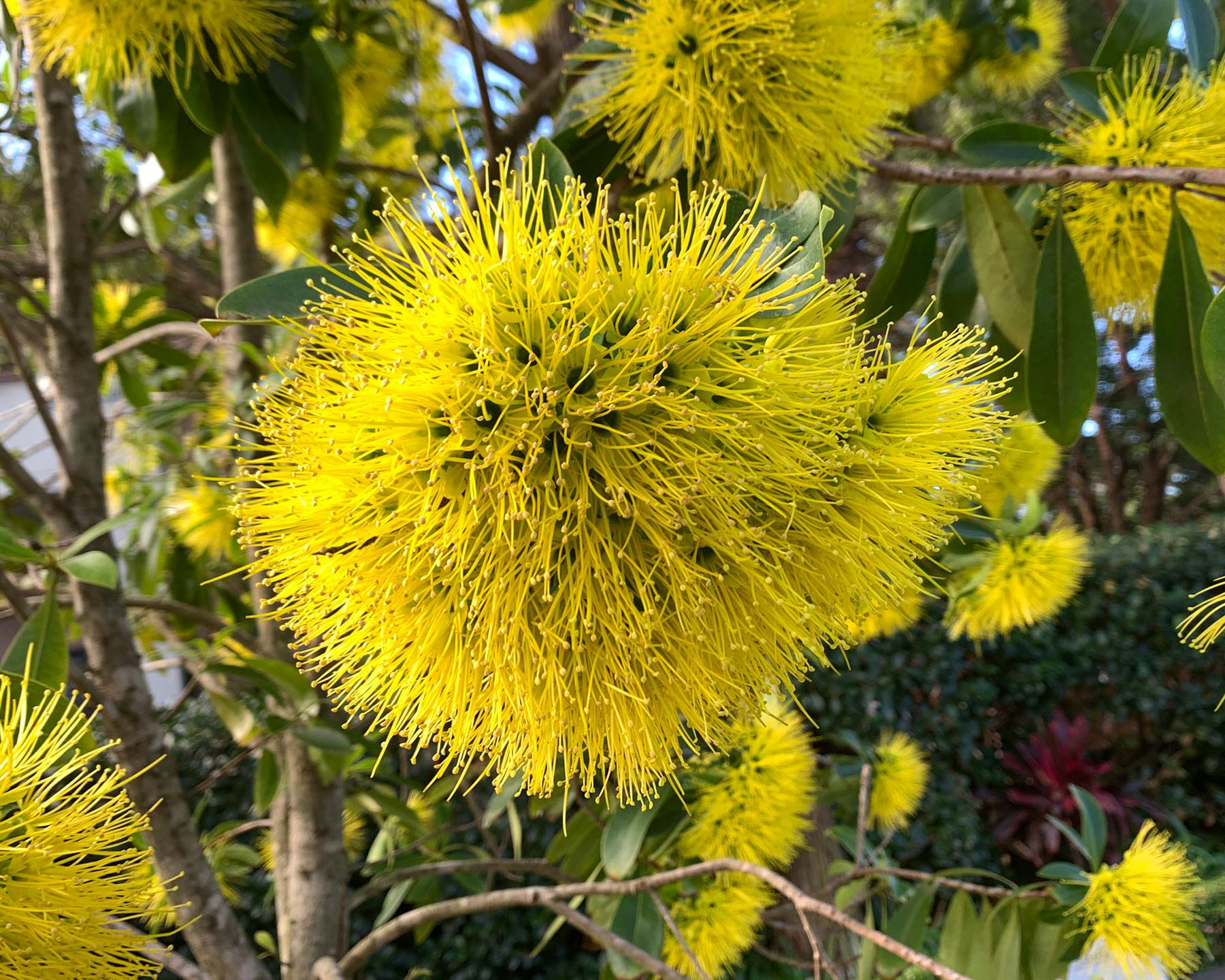 Xanthostemon chrysanthus  - Golden Penda - clusters of yellow flowers