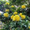 Xanthostemon chrysanthus  - Golden Penda - umbels of yellow flowers