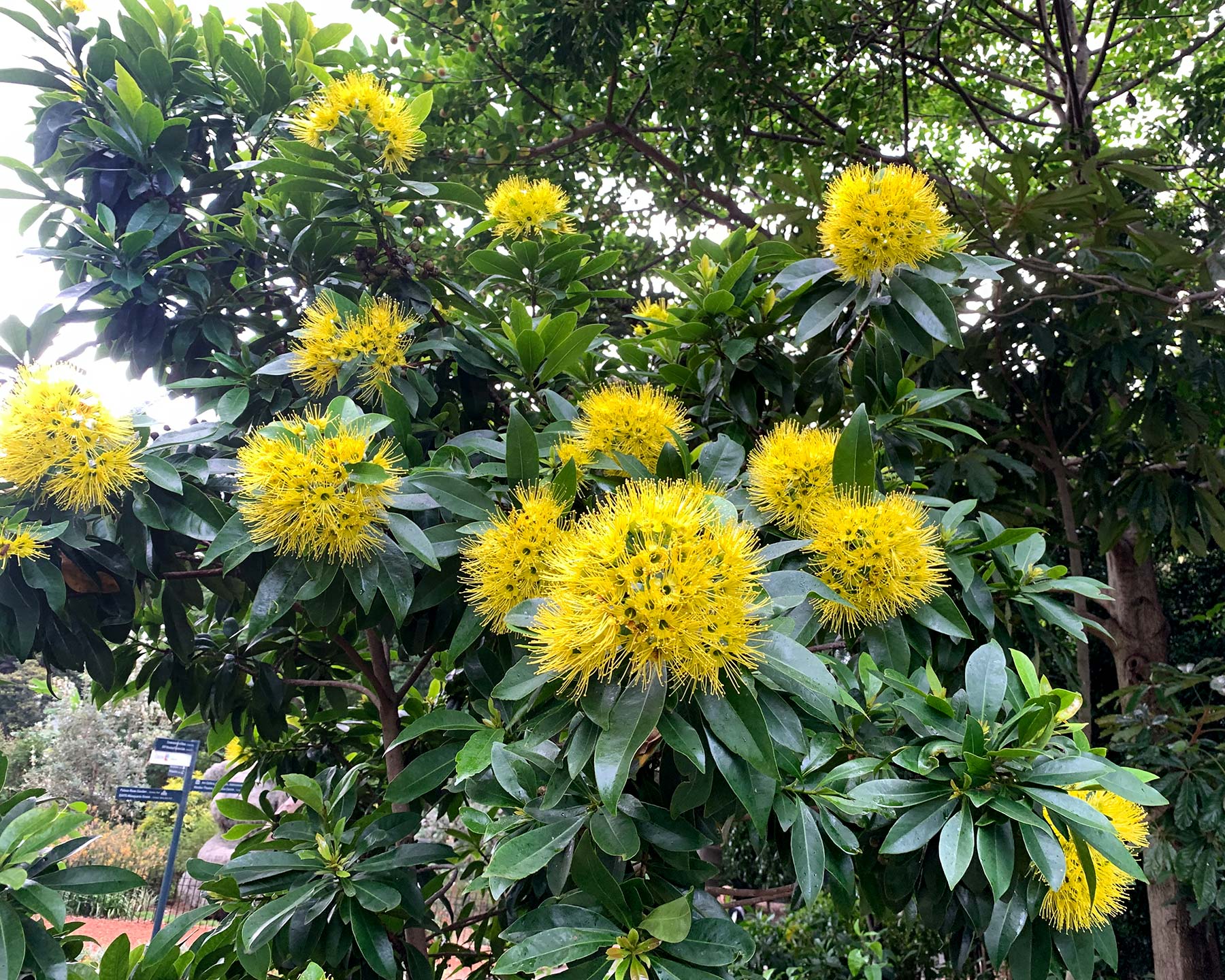 Xanthostemon chrysanthus  - Golden Penda - umbels of yellow flowers
