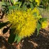 Xanthostemon chrysanthus  - Golden Penda - clusters of yellow flowers