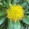 Xanthostemon chrysanthus - Golden Penda