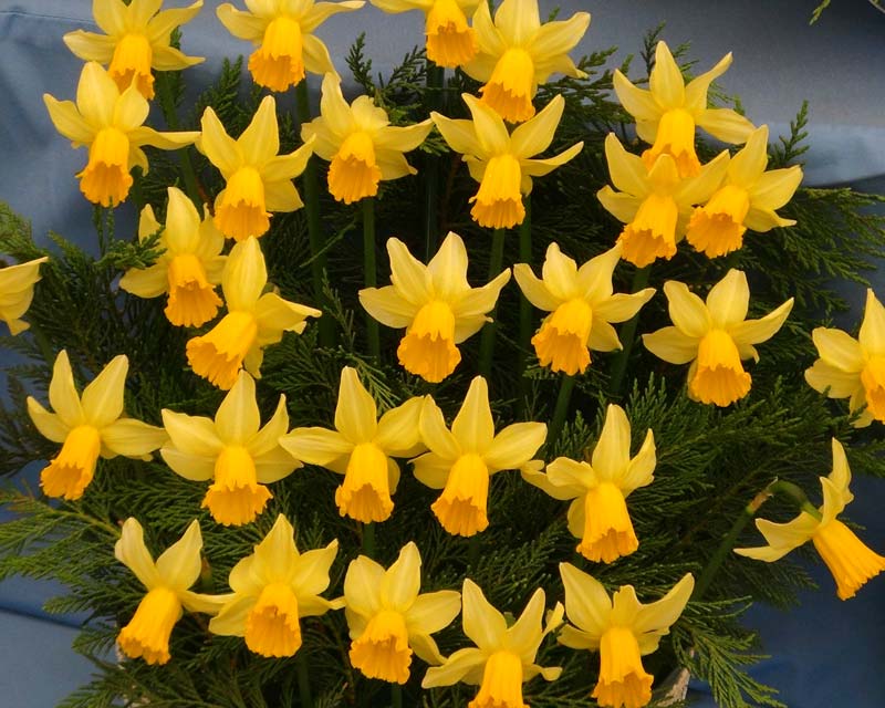 Narcissus Cyclamineus group - 'February Gold'