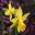 Narcissus cyclamineus Tete a Tete  minature daffodil - photo by Mawis