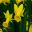 Narcissus Cyclamineus group - 'Tweety Bird'