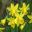 Narcissus Tete a Tete delicate minature daffodils - photo by Meneerke bloem