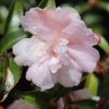 Camellia sasanqua Queenslander