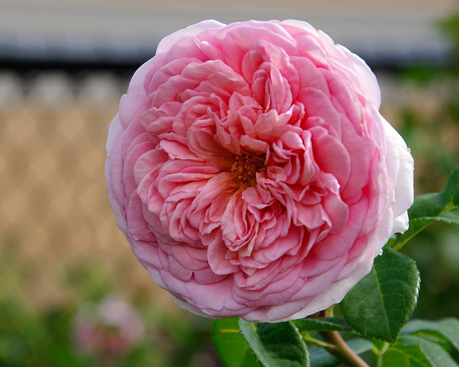 Rosa English Rose Abraham Derby
