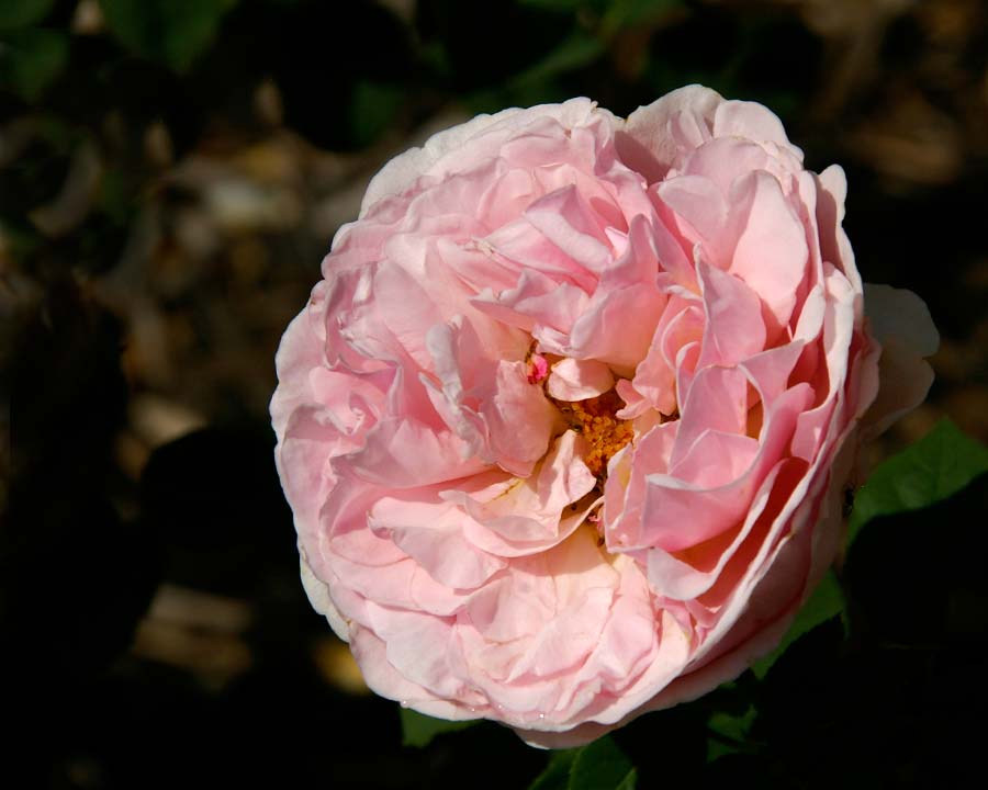 Rosa David Austin - Lilac Rose