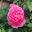 This is the Gertrude Jekyll rose from David Austin