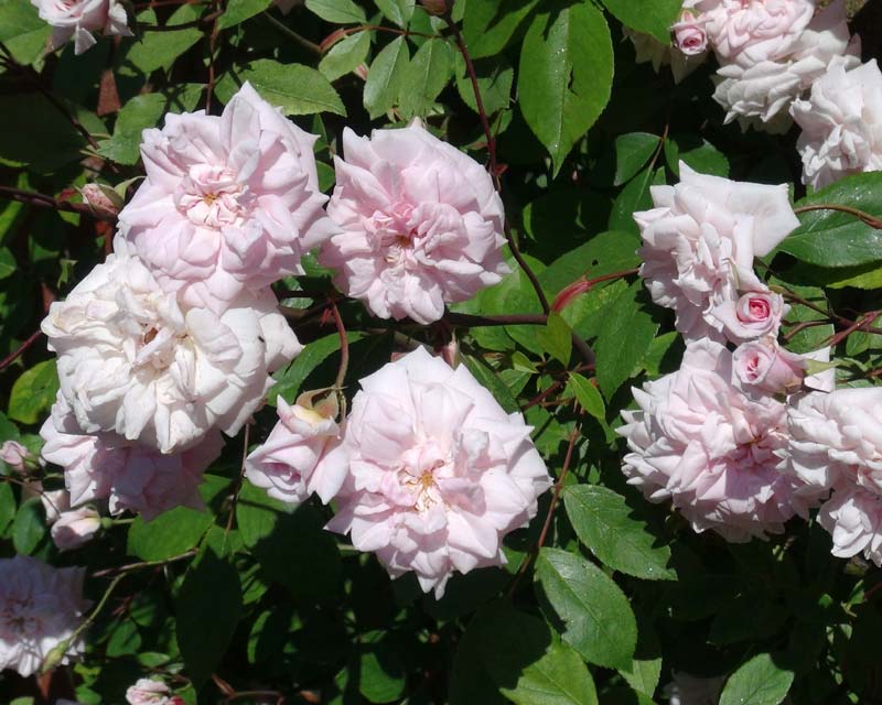 Delicate pale pink flowers - climbing rose - Rosa Cecile Brunner