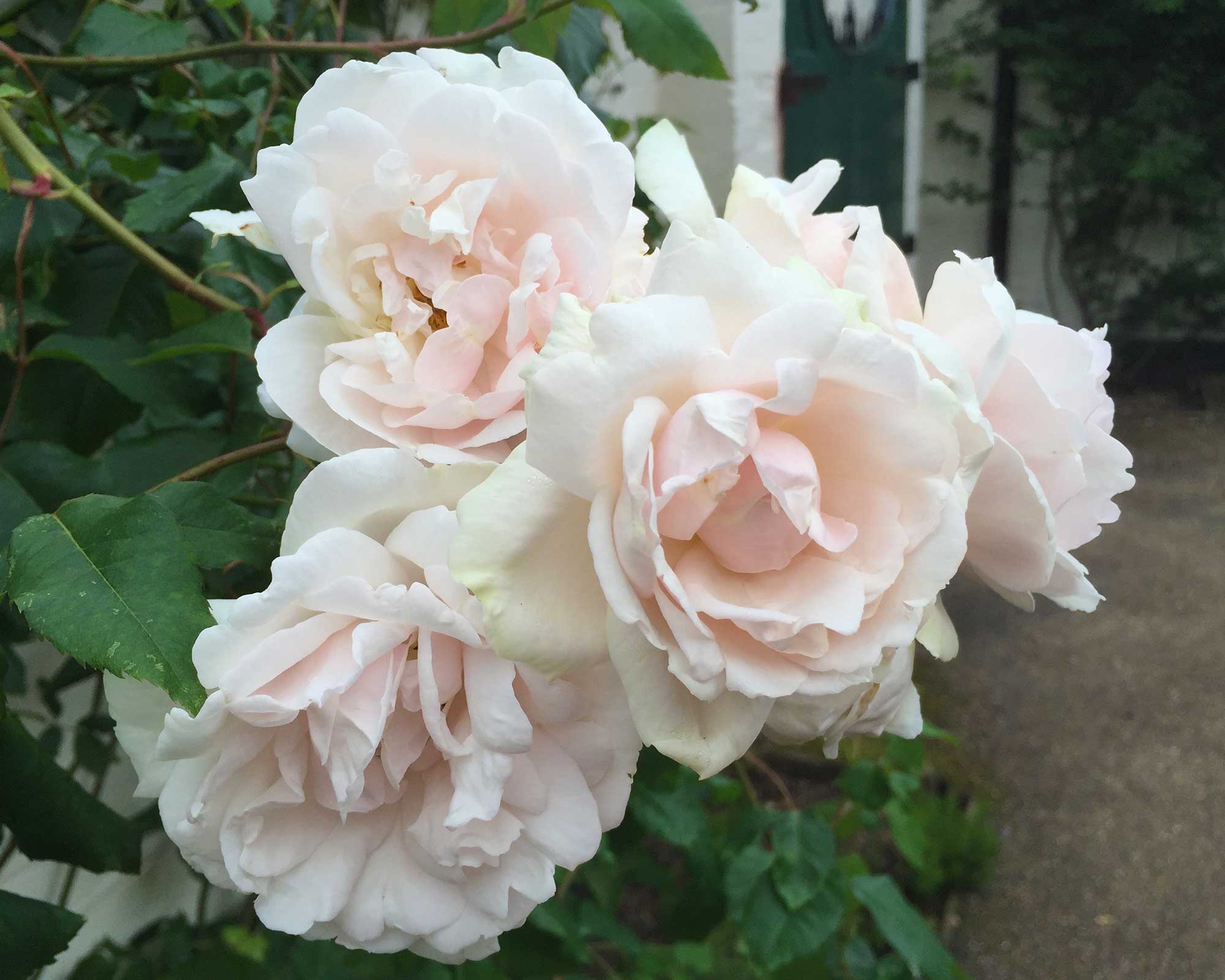 Rosa Climbing group 'Madame Alfred Carriere'
