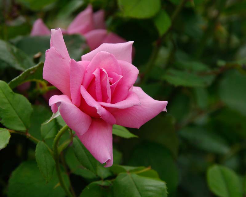 Rosa Hybrid Tea Tiffany