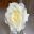Rosa hybrid Tea John Paul II this beautiful white rose makes a wonderful cut flower