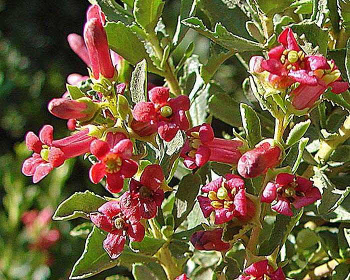 Plant: Escallonia alpina.