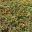 Grevillea laurifolia 'Blue Mountain Rambler' prostrate shrub - ground cover for a sunny spot