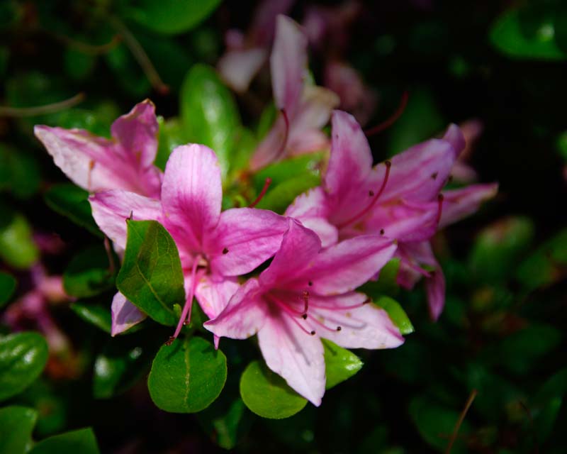 Rhododendron Azalea Kurume hybrid 'Aya Kummuri'